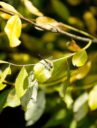 autumn landscape, natureの写真素材