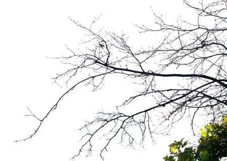 birch, black and white photoの写真素材