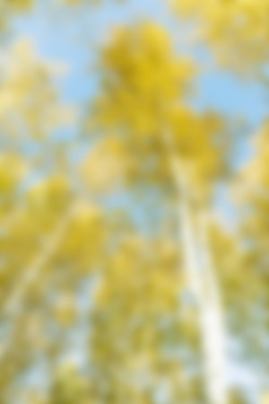 blurred yellow background, autumn forest landscapeの写真素材