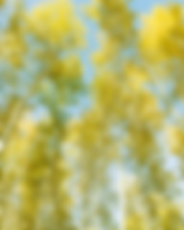 blurred yellow background, autumn forest landscapeの写真素材