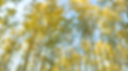 Autumn birch forest landscapeの写真素材