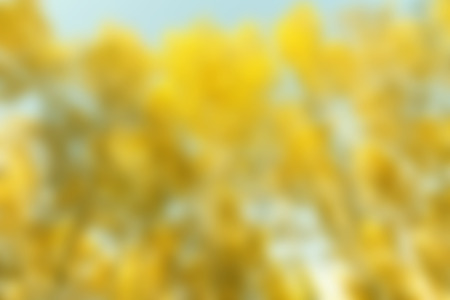 blurred yellow background, autumn forest landscapeの写真素材