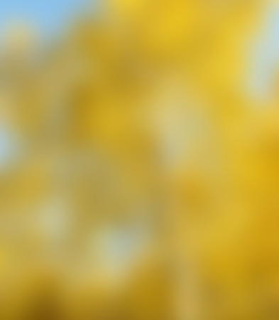 blurred yellow background, autumn forest landscapeの写真素材