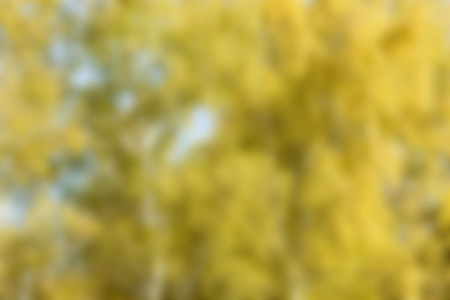blurred yellow background, autumn forest landscapeの写真素材