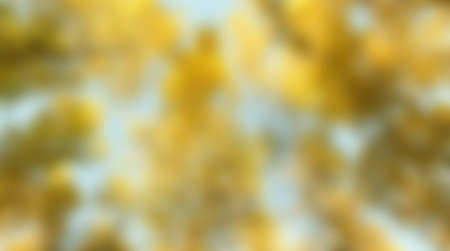 blurred yellow background, autumn forest landscapeの写真素材