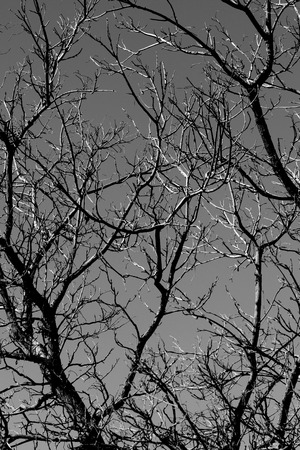 abstraction, white tree branches on a black background