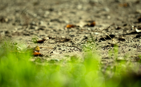 fresh green grass with water drops, blurred bokehの写真素材