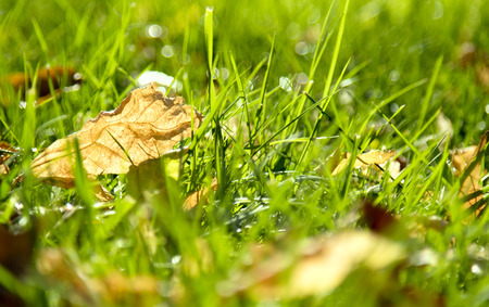 on the green grass yellow autumn leaves, bokeh