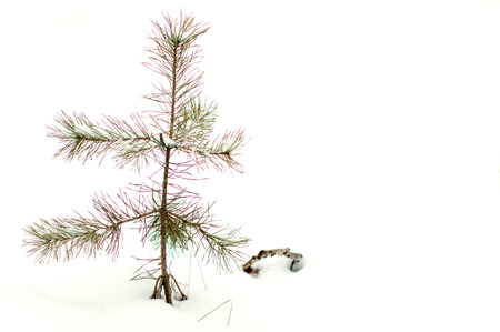Young pine in snow.の写真素材