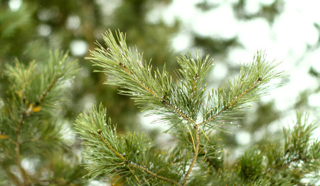 Branch of Christmas tree in the snow