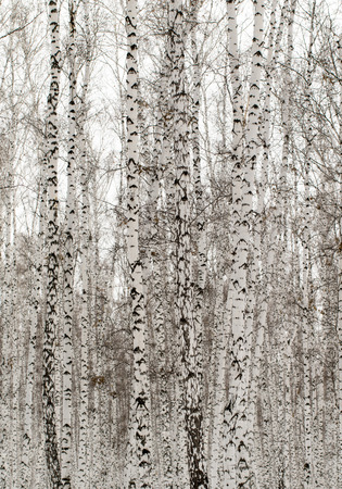 Winter birch forest backgroundの写真素材