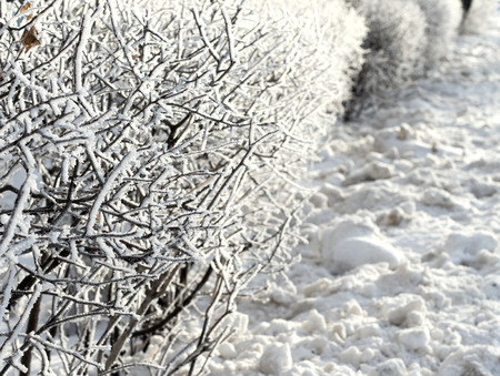 winter landscape close-up bushes thickly covered with frost misty morningの写真素材