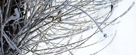 Closeup of branches of a tree, covered with rime frost against a blue sky