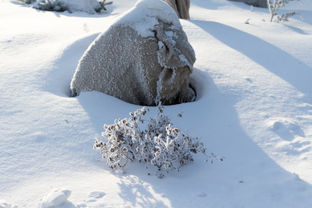 bush in winter snowの写真素材