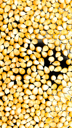 Bulk of corn grainsの写真素材