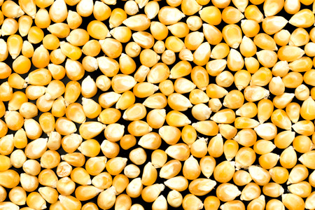 Bulk of corn grainsの写真素材
