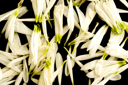 White flower petals on a black backgroundの写真素材