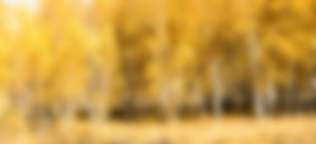 autumn landscape, birchの写真素材