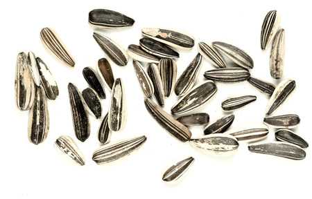 sunflower seeds close-up on a white backgroundの写真素材