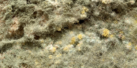 mold on breadの写真素材