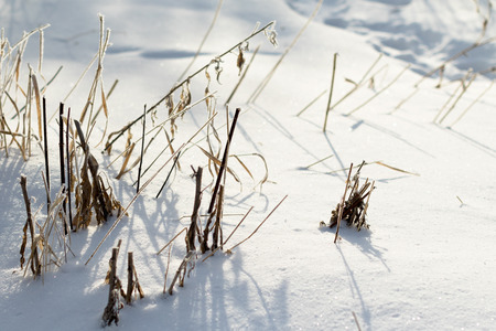 dry grass in the  covered by snowの写真素材