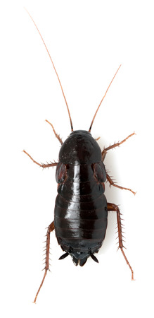 cockroach on a white background