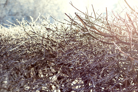winter landscape nature park forestの写真素材