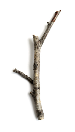 dry branch on a white backgroundの写真素材