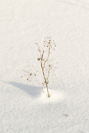 dry plant on the snow backgroundの写真素材
