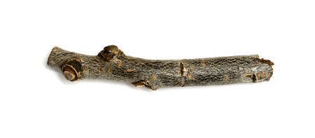 dry branch on a white backgroundの写真素材