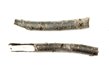 dry branch on a white backgroundの写真素材