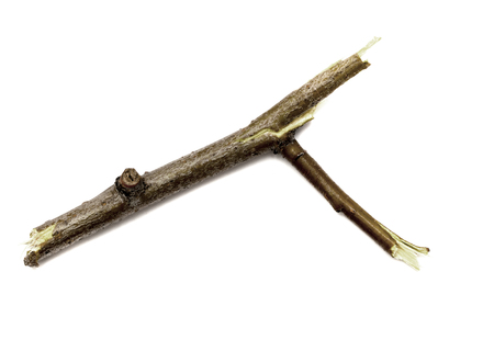 dry branch on a white backgroundの写真素材