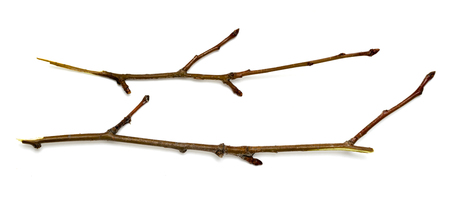 dry branch on a white backgroundの写真素材