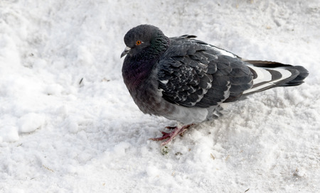 wild dove in the snow on the natureの写真素材