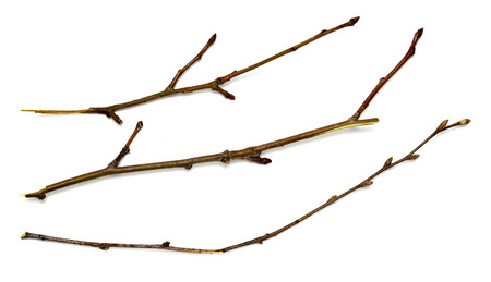 dry branch on a white backgroundの写真素材