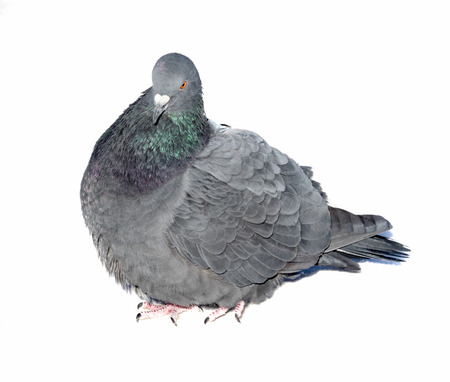 wild pigeons on a white backgroundの写真素材