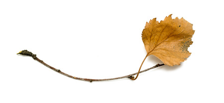 dry birch branch with dry leaves on a white backgroundの写真素材