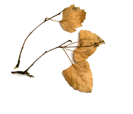 dry birch branch with dry leaves on a white backgroundの写真素材