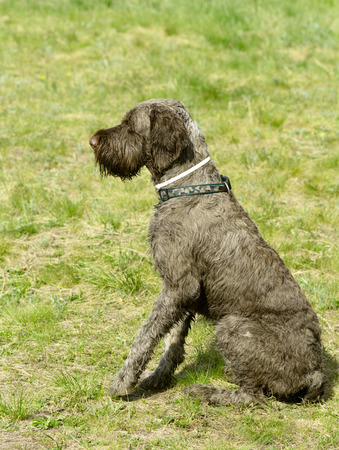 hunting dog on the nature of the spring
