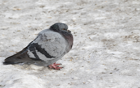 wild dove in the snow on the natureの写真素材