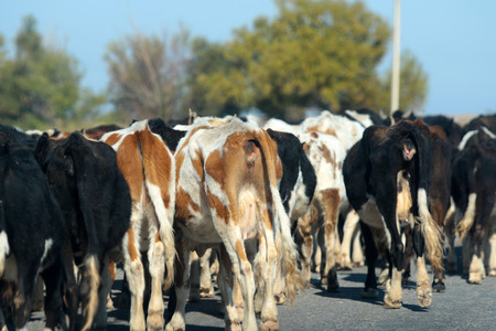 cow herd rear viewの写真素材