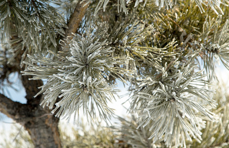 Pine tree with hoarfrost in winter forest . Beautiful winter landscape