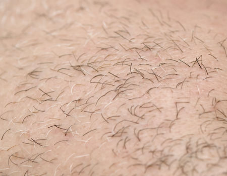 the bristles on the skin. macroの写真素材