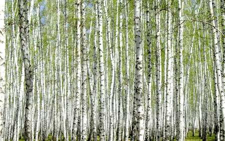 birch grove in the spring landscape backgroundの写真素材