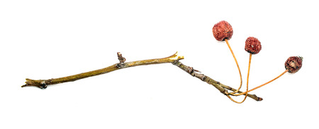 dry twigs with berries, isolated on whiteの写真素材