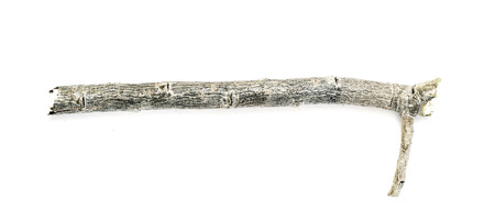 dry branch on a white backgroundの写真素材