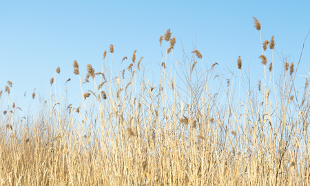 reed in winter against the sky