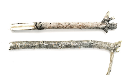 dry branch on a white background
