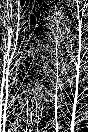 black and white photo, white tree branches on a black backgroundの写真素材
