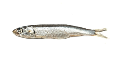 Black Sea anchovy fish isolated on white background